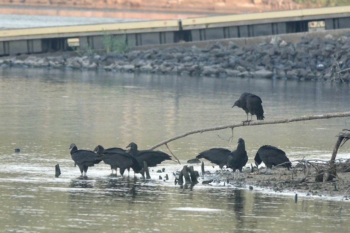 Black Vulture - ML603569831