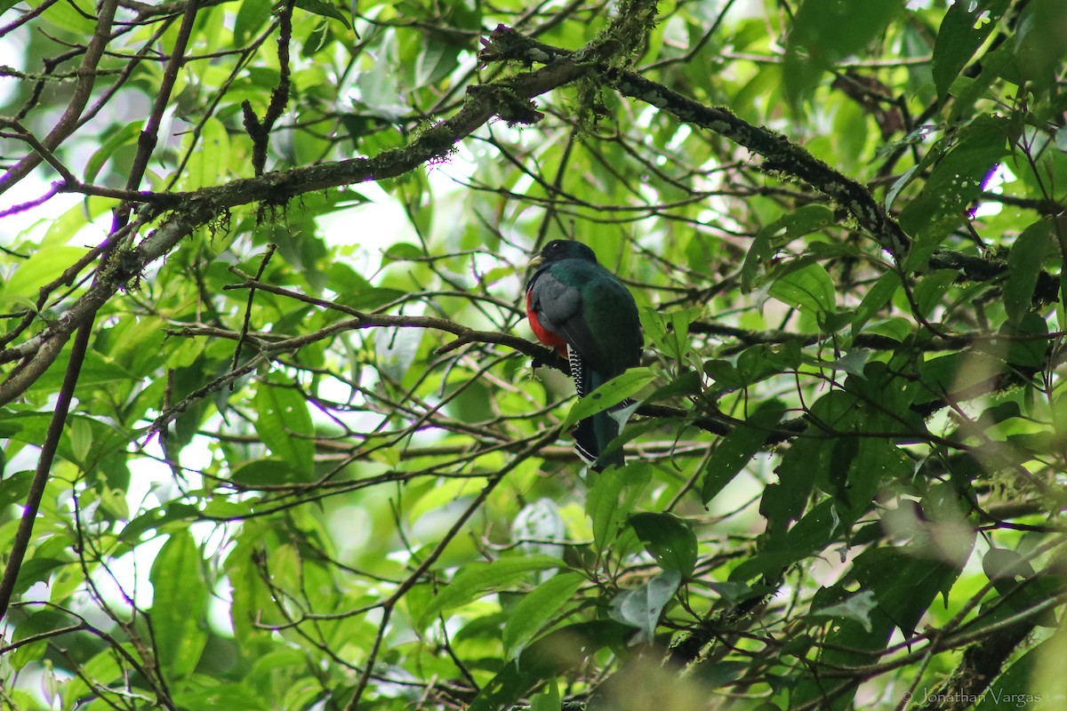 Collared Trogon - ML603569921