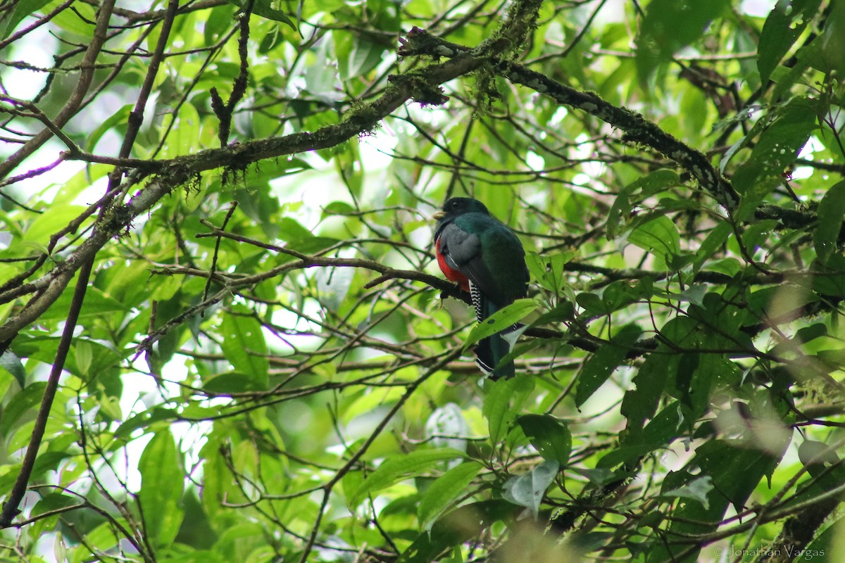 Collared Trogon - ML603569931