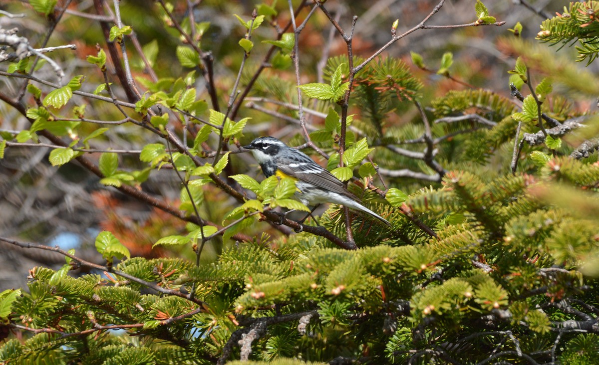 Yellow-rumped Warbler - ML60357071