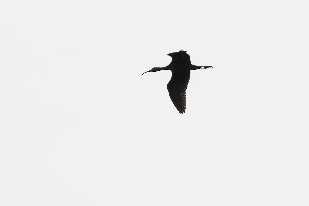 ibis americký - ML603571001