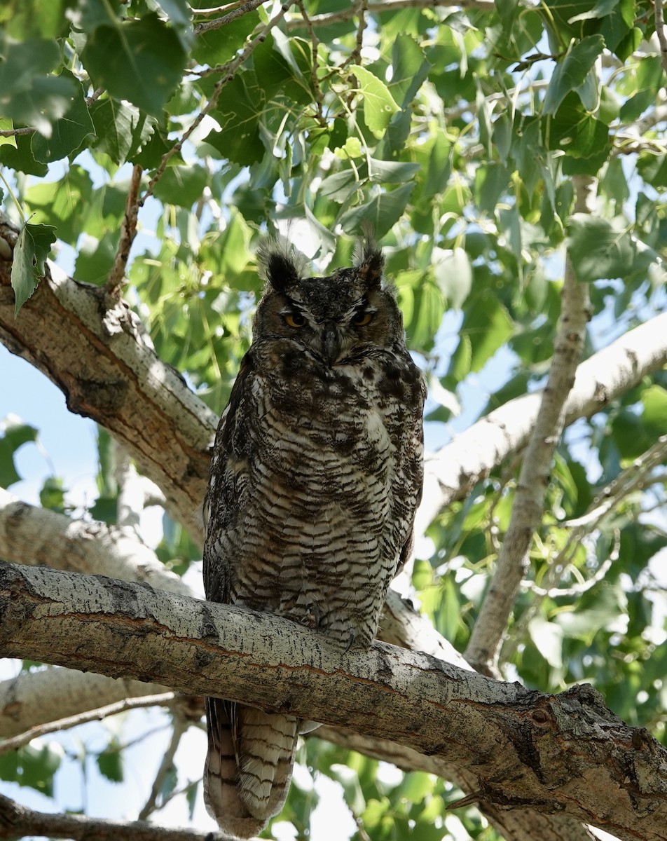 Great Horned Owl - ML603571251
