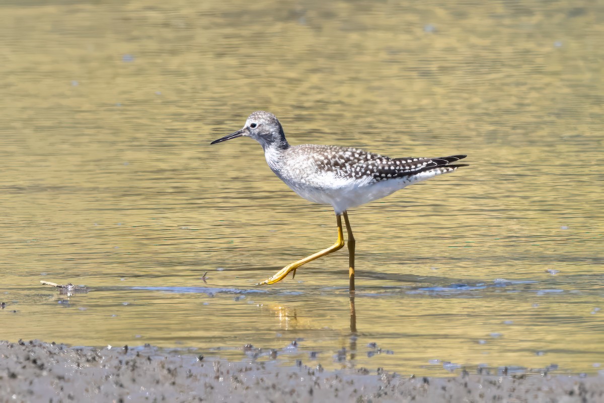 Lesser Yellowlegs - ML603571331