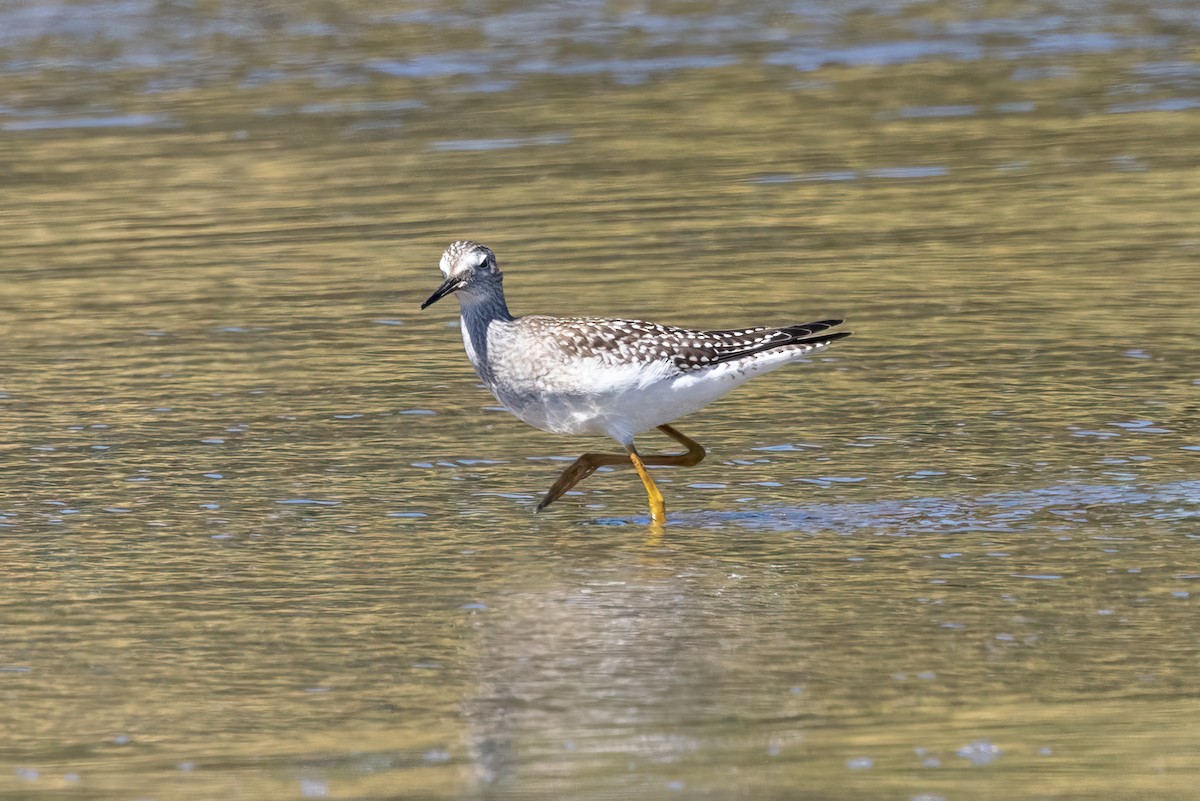 Lesser Yellowlegs - ML603571341