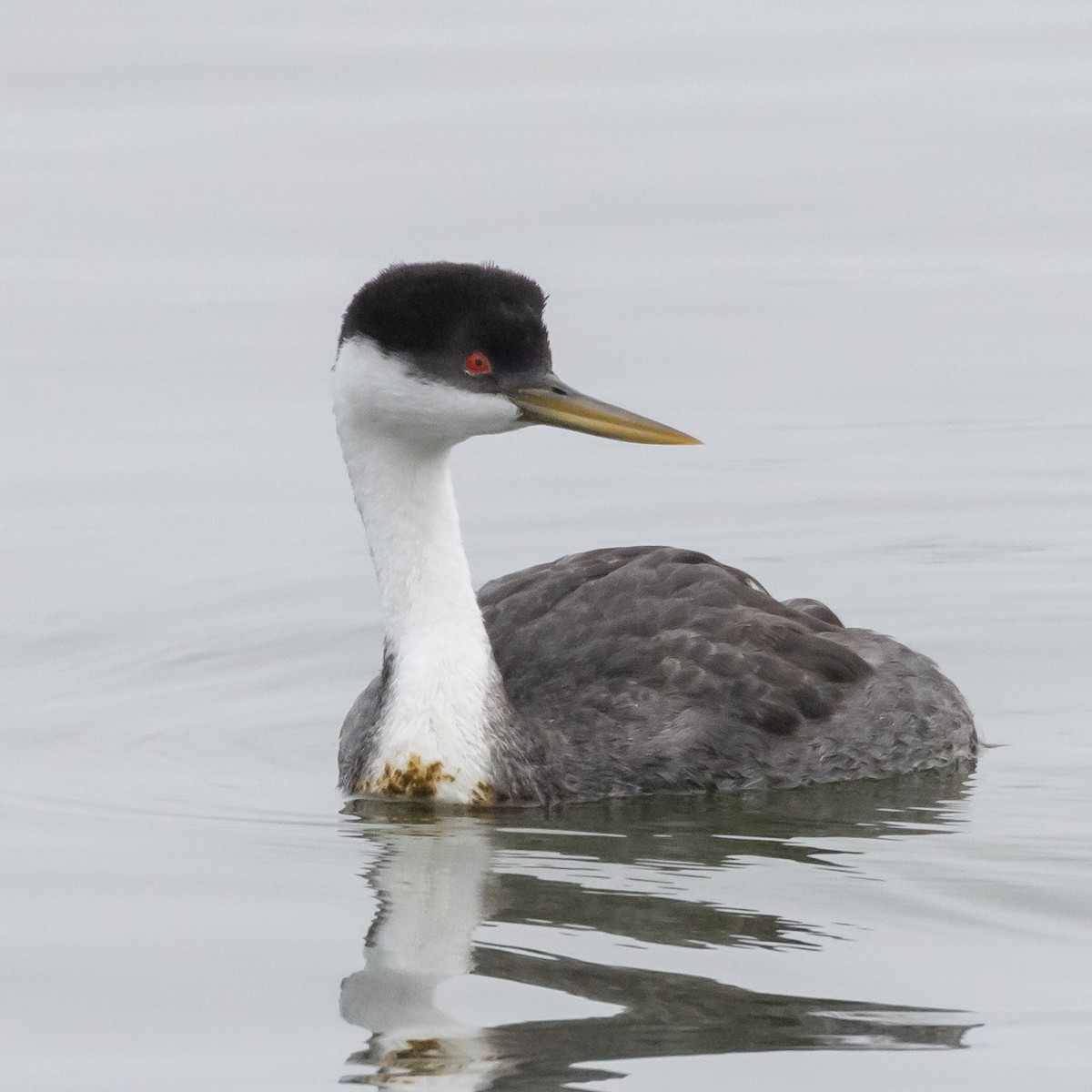 Western Grebe - Patrick Robinson