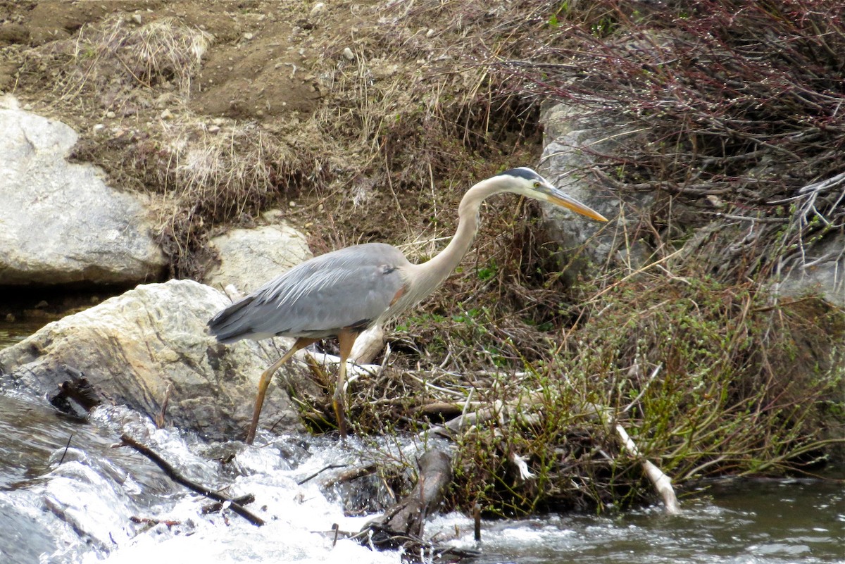 Great Blue Heron - ML60357221