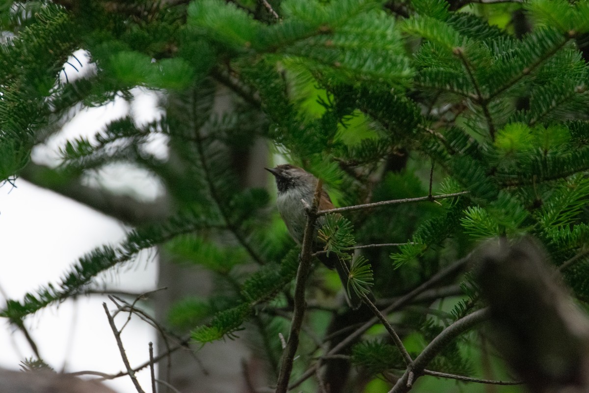 Boreal Chickadee - ML603572891