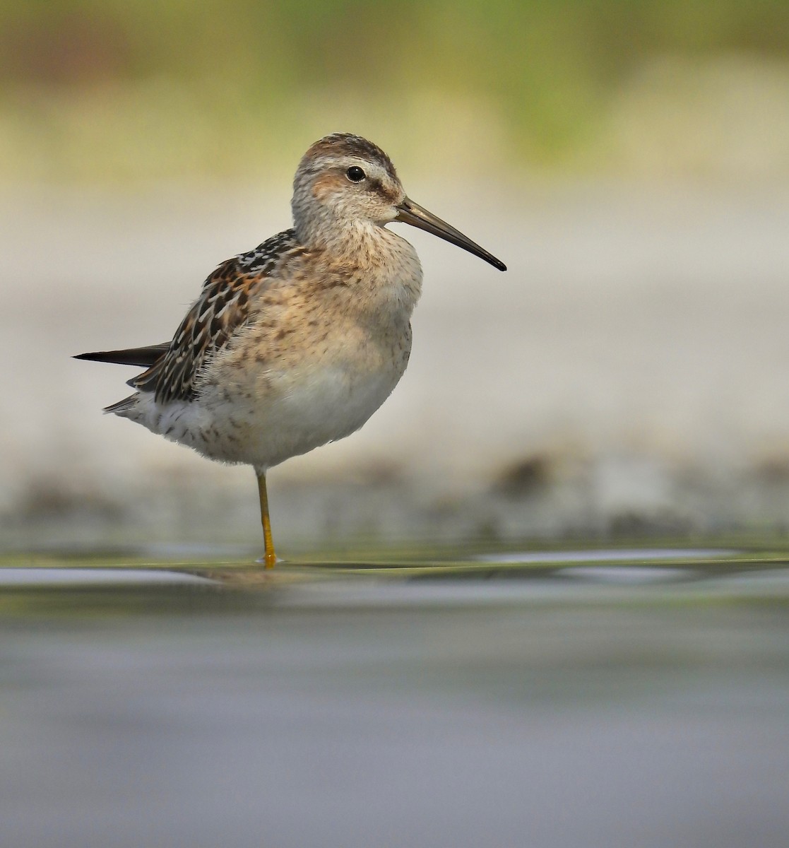 Stilt Sandpiper - ML603573781