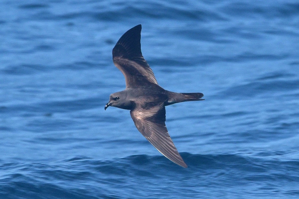 Leach's Storm-Petrel (Chapman's) - Troy Hibbitts