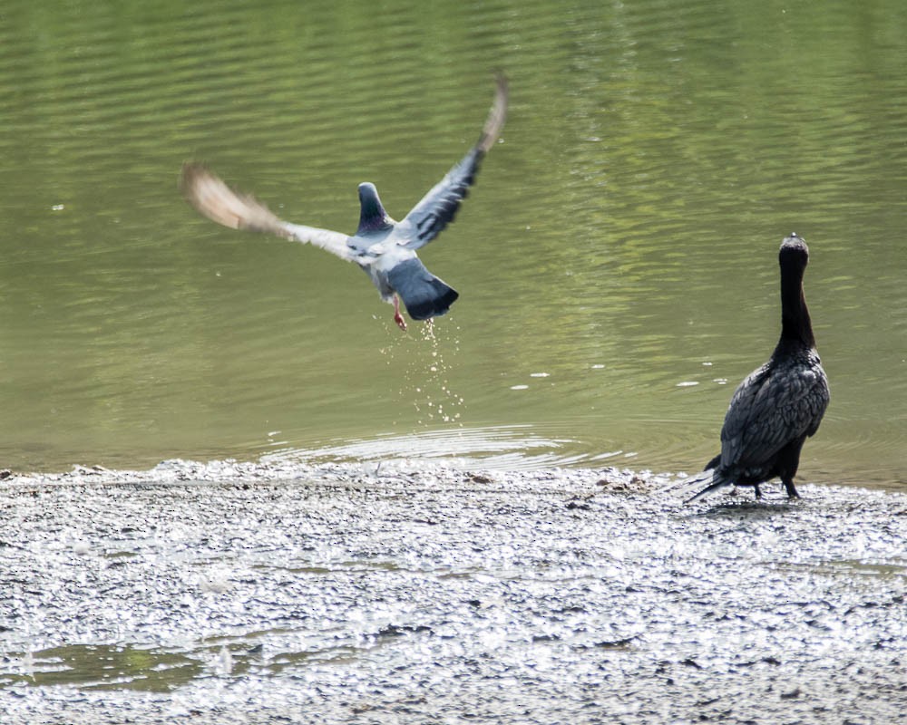 Rock Pigeon (Feral Pigeon) - ML603574411