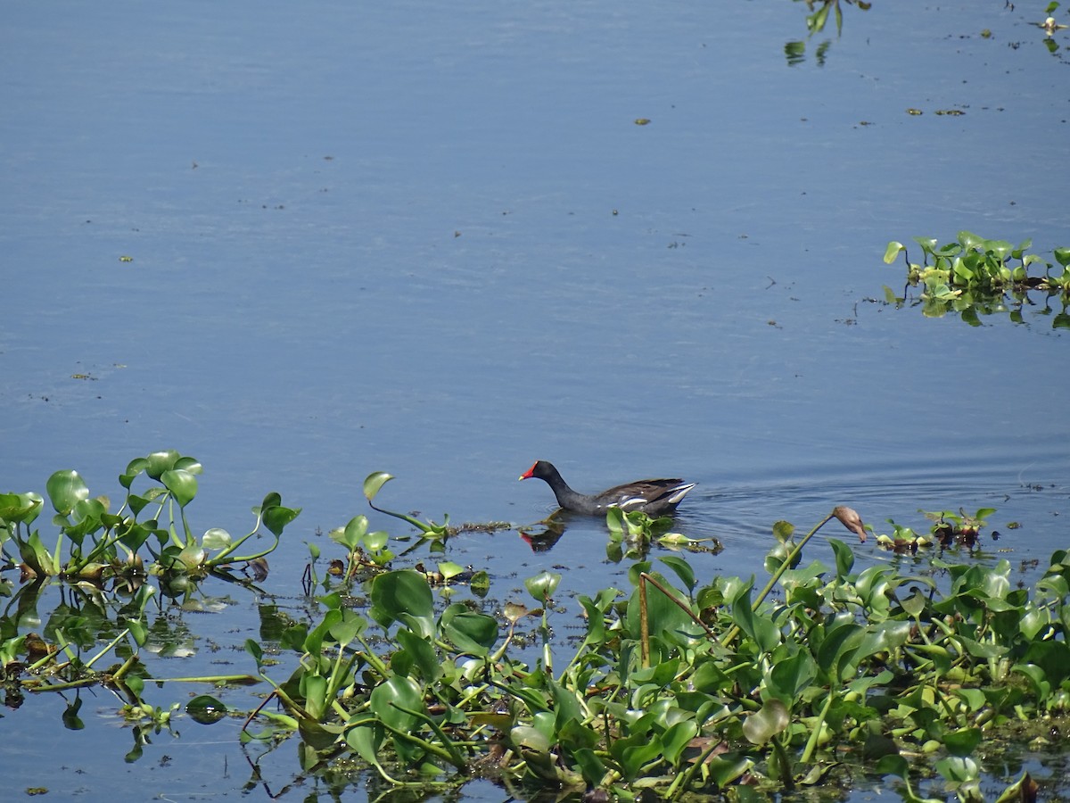 Common Gallinule - ML603576021