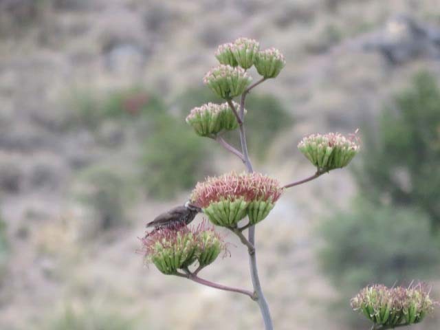 Arizona Woodpecker - ML603576071