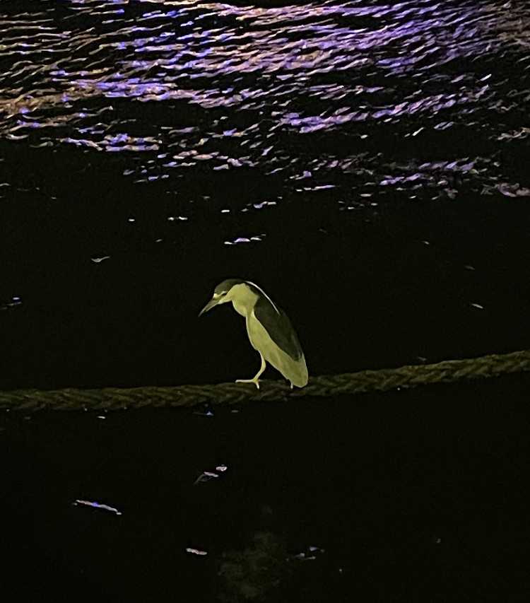Black-crowned Night Heron - ML603576271