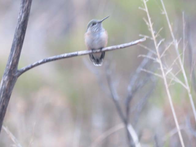 Calliope Hummingbird - ML603576531