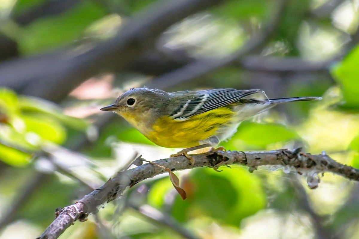 Magnolia Warbler - ML603576631