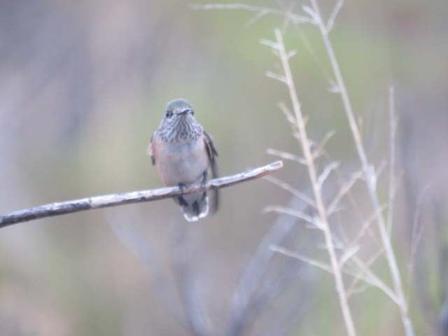 Calliope Hummingbird - ML603576661