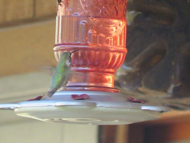 Calliope Hummingbird - ML603576721