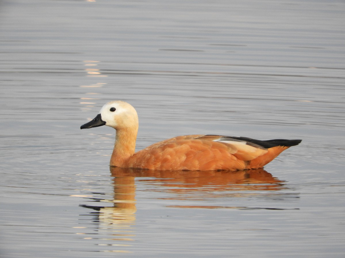 Ruddy Shelduck - ML603577191