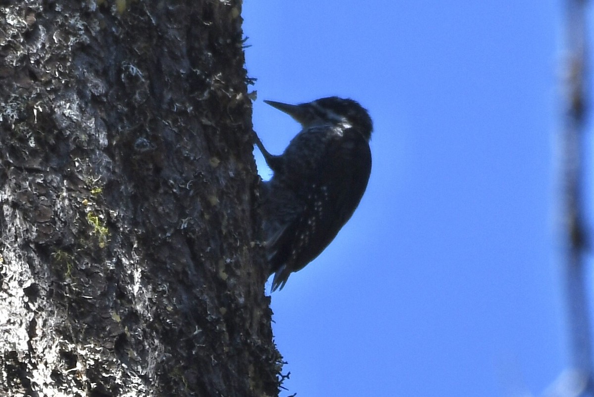 Black-backed Woodpecker - Max Leibowitz