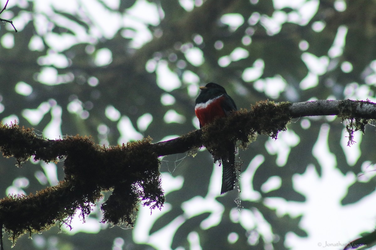 Collared Trogon - ML603578021