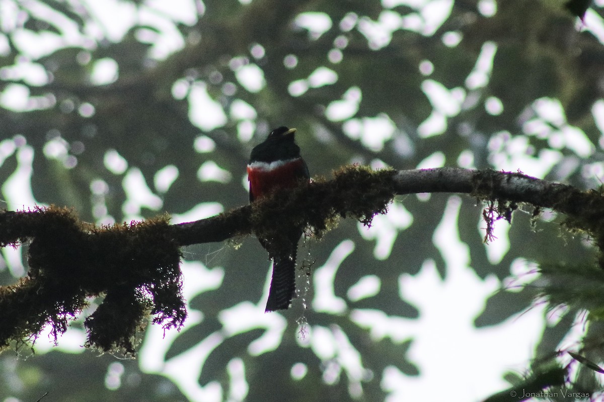 Collared Trogon - ML603578031