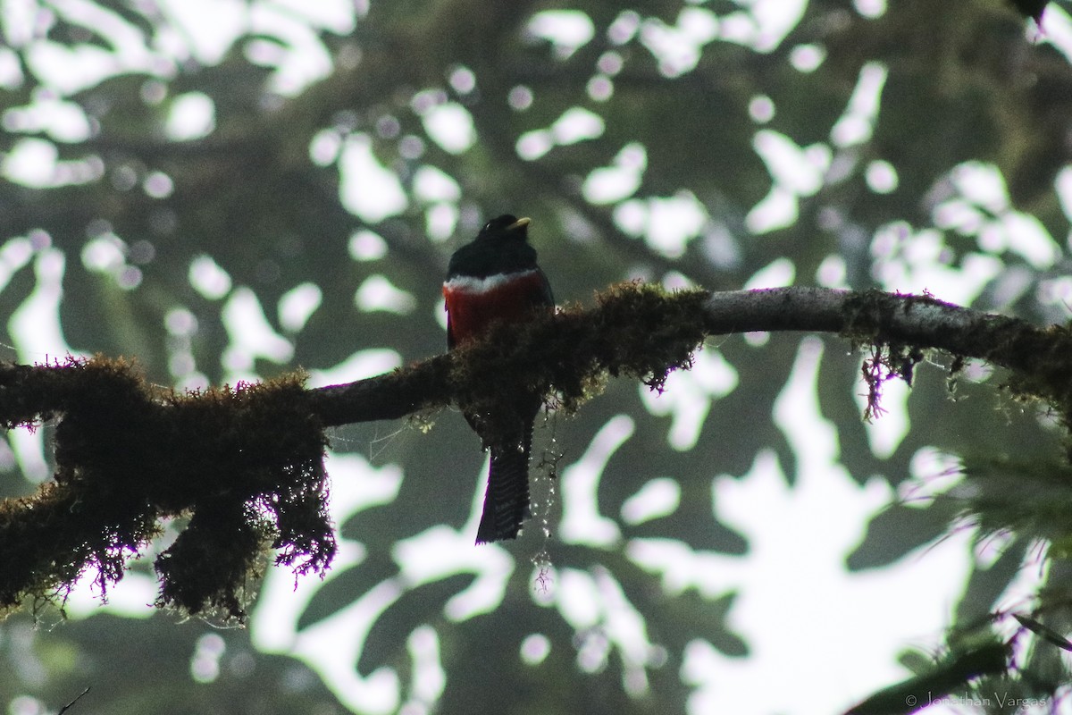 Collared Trogon - ML603578041