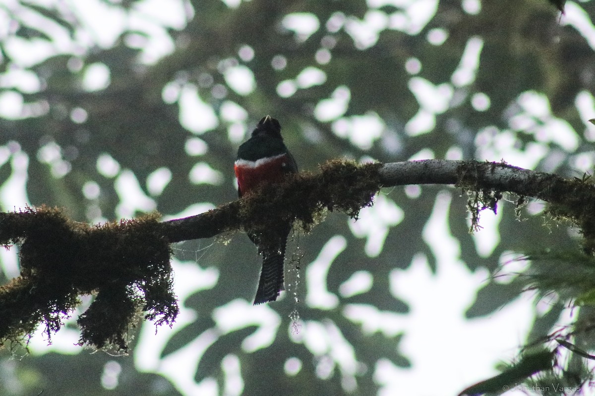 Collared Trogon - ML603578051