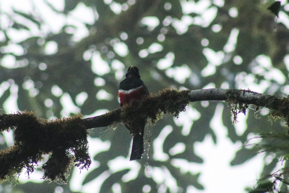 Collared Trogon - ML603578061