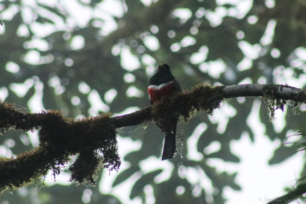 Collared Trogon - ML603578071