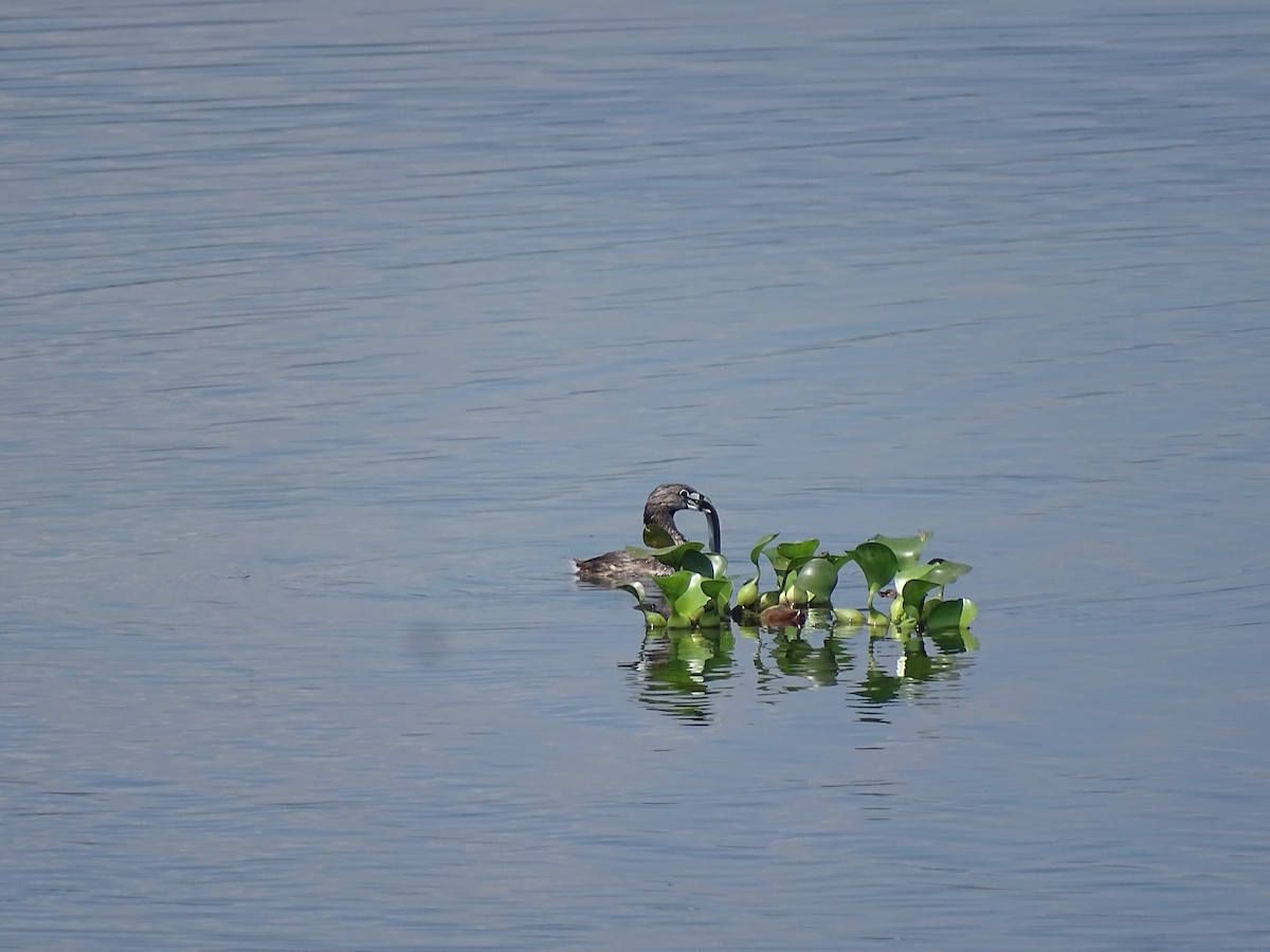 Pied-billed Grebe - ML603578251