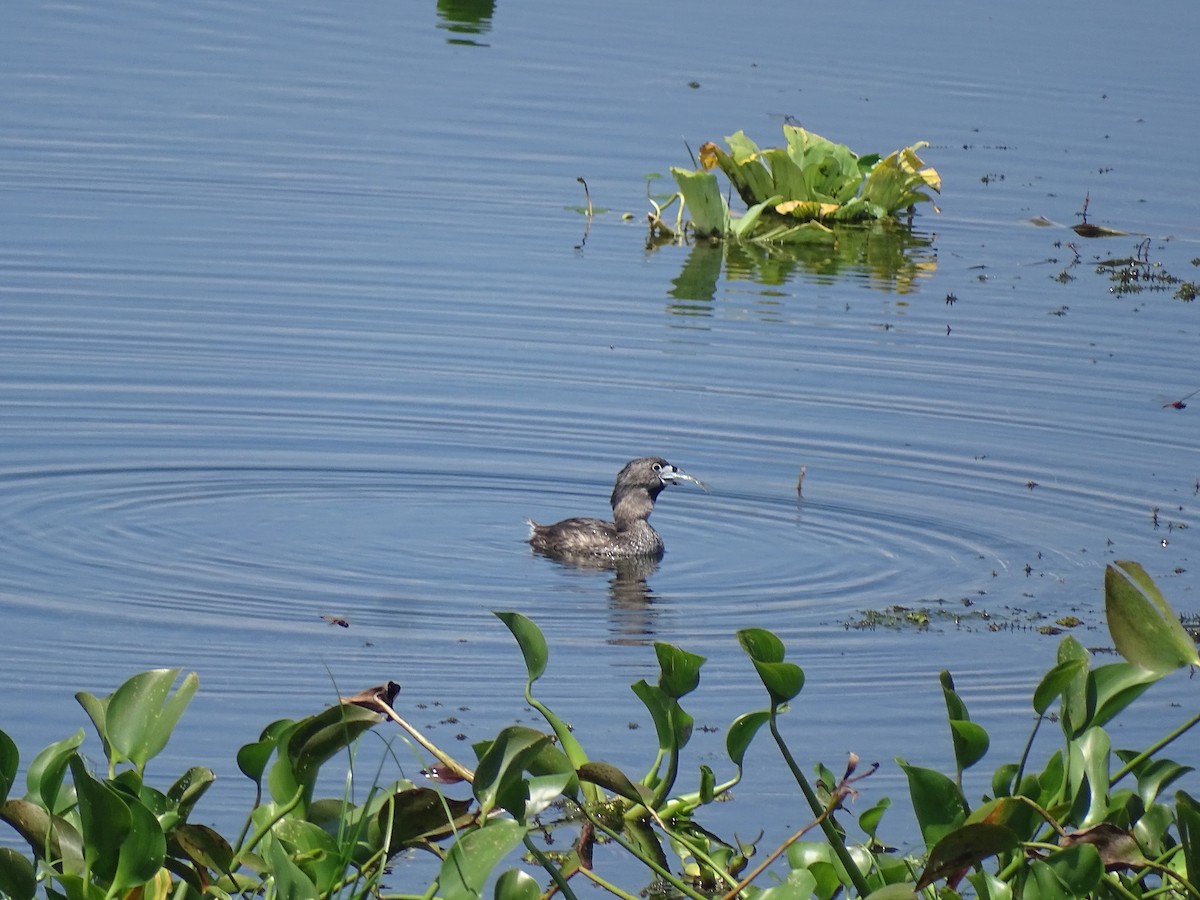 Pied-billed Grebe - ML603578291