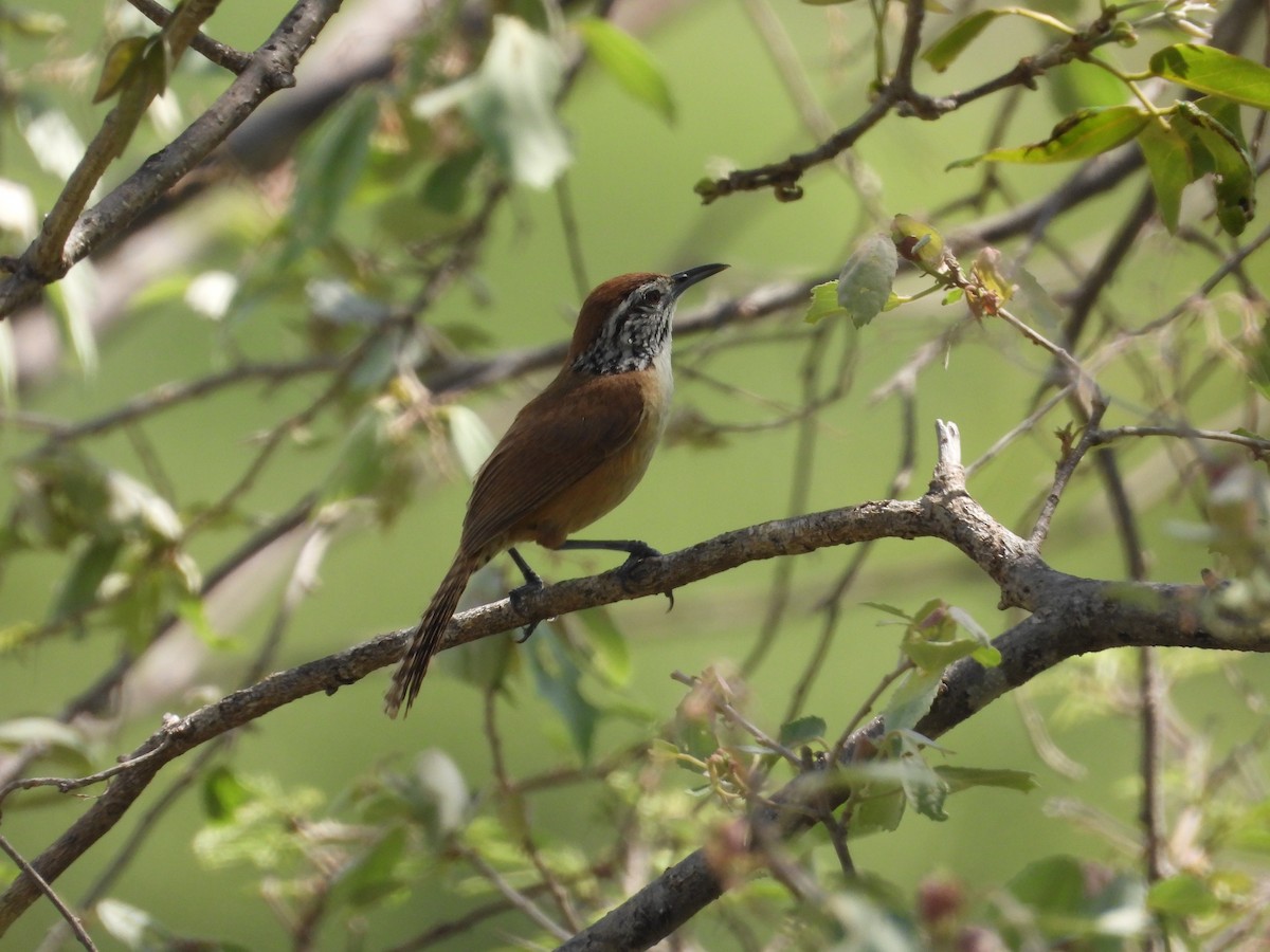 Happy Wren - ML603578531