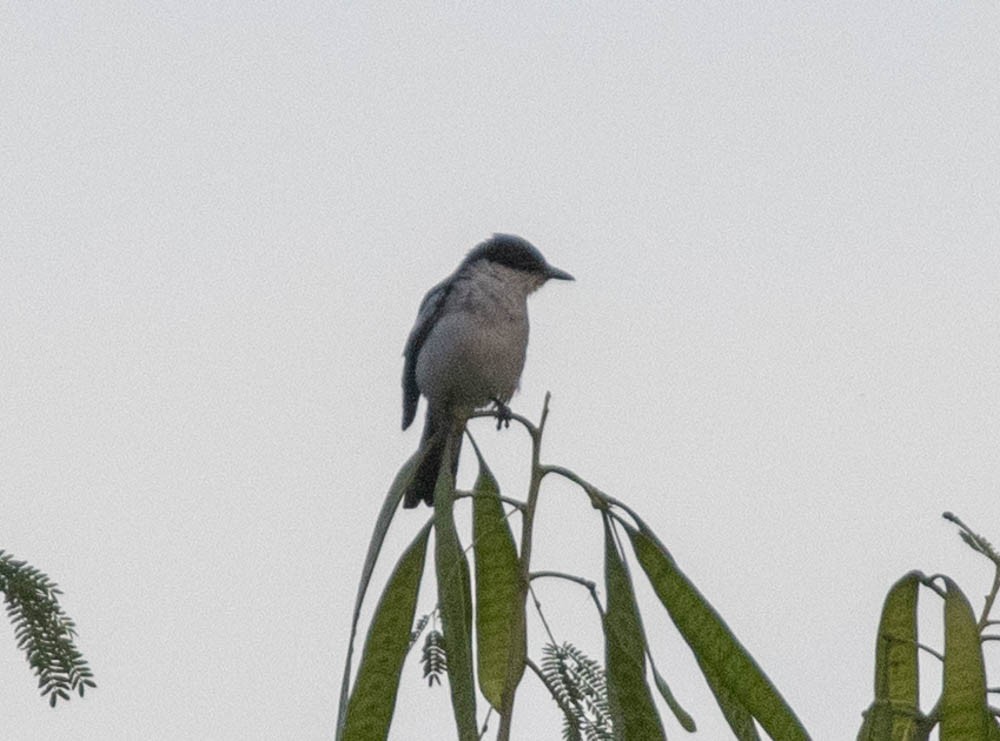 White-shouldered Triller - Lindy Fung