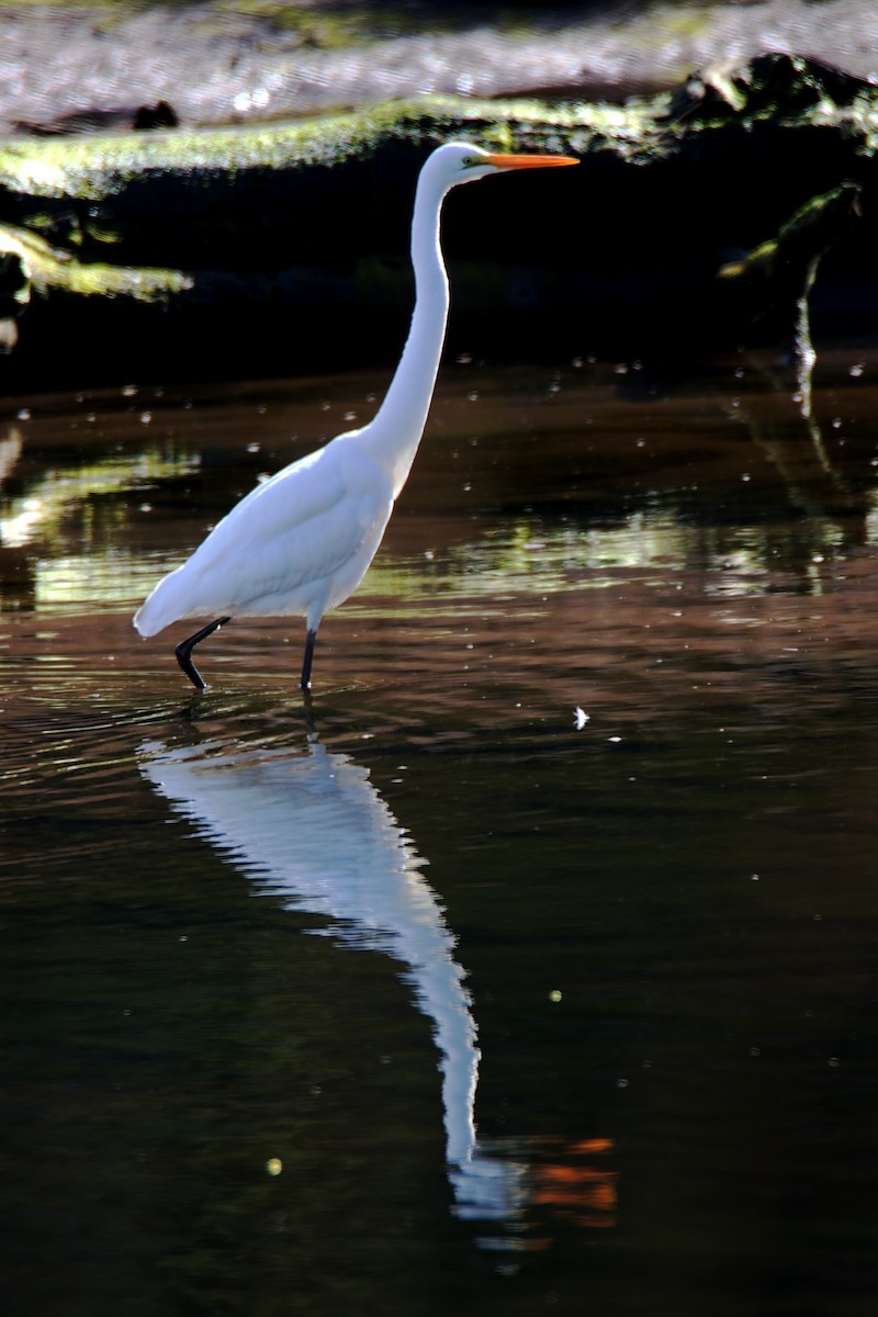 Great Egret - Kevin Brett