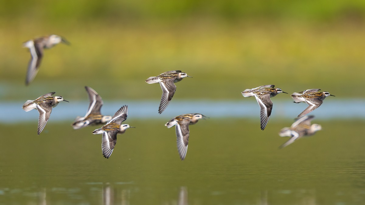 Red-necked Phalarope - ML603580601