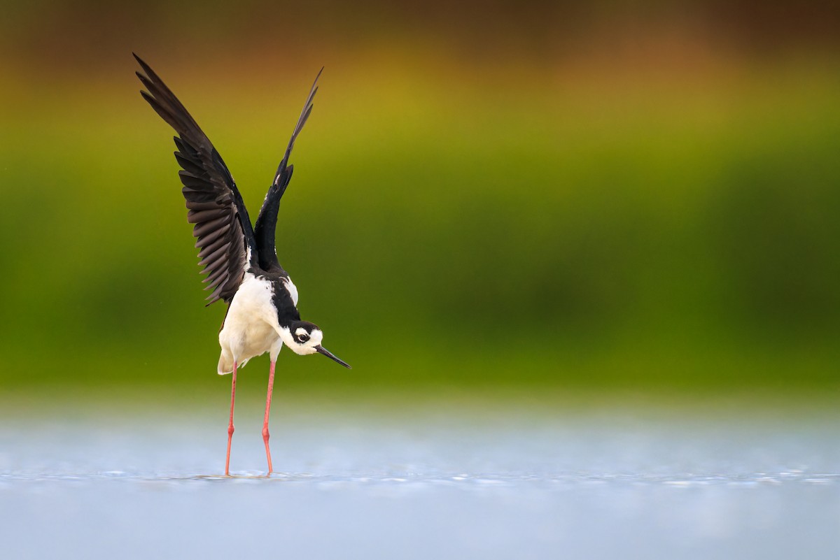 Black-necked Stilt - ML603580681