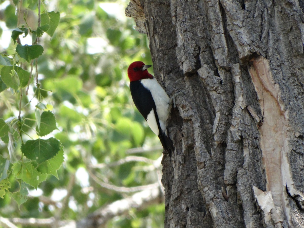 Red-headed Woodpecker - ML60358151