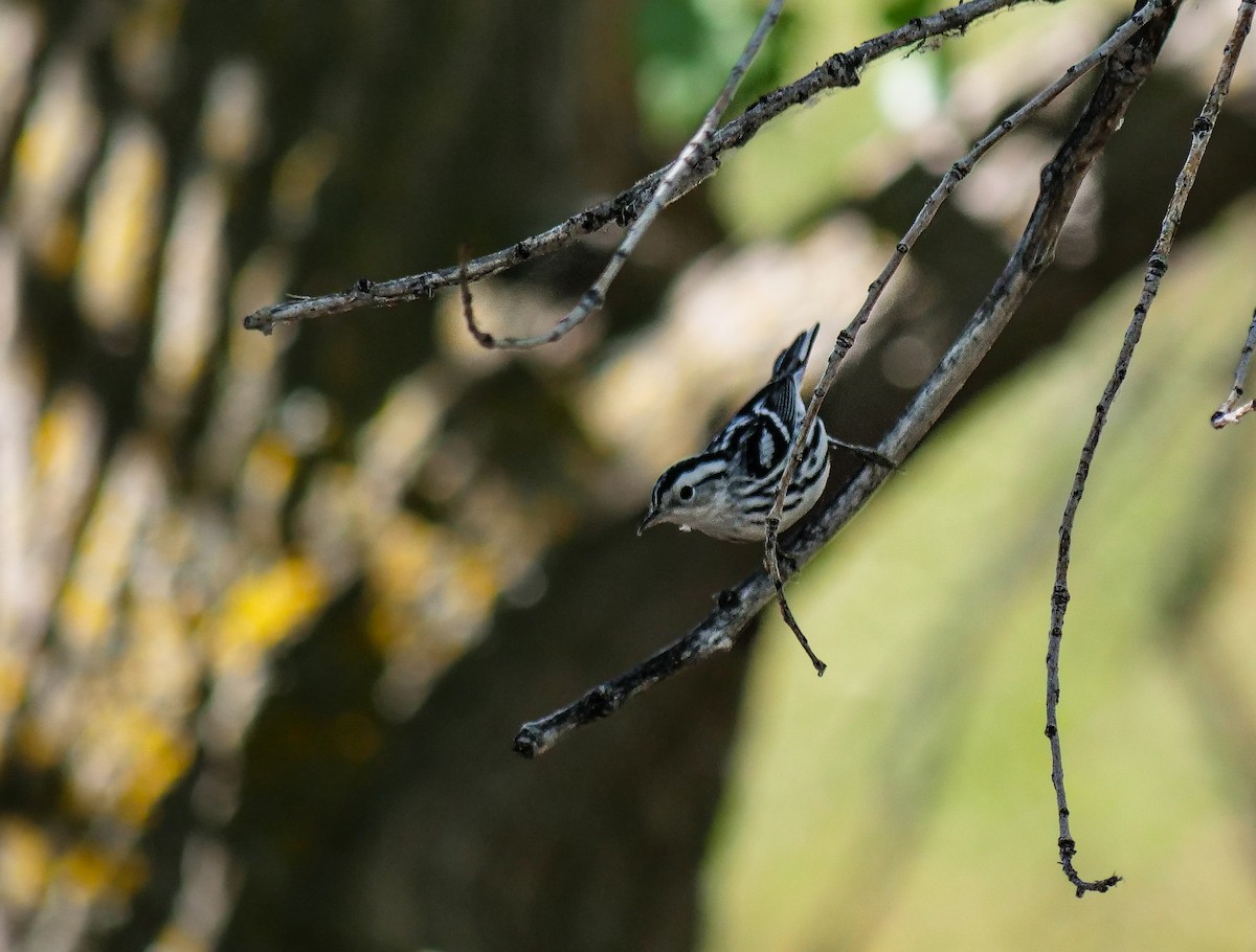 Black-and-white Warbler - ML603581641