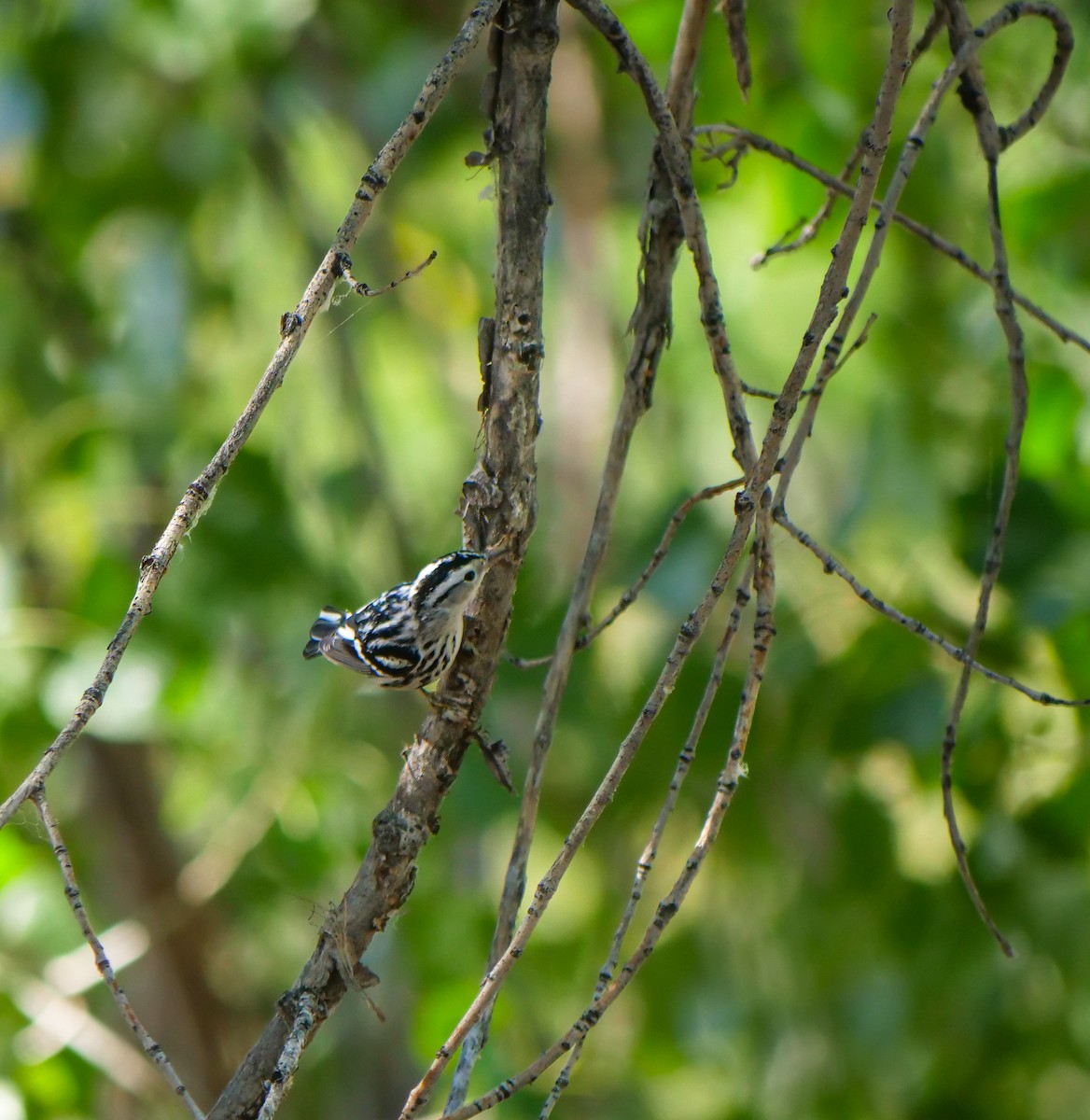 Black-and-white Warbler - ML603581651