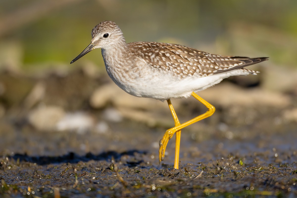 Lesser Yellowlegs - ML603582961