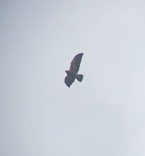 Swainson's Hawk - ML603583571