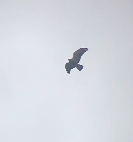 Swainson's Hawk - ML603583591