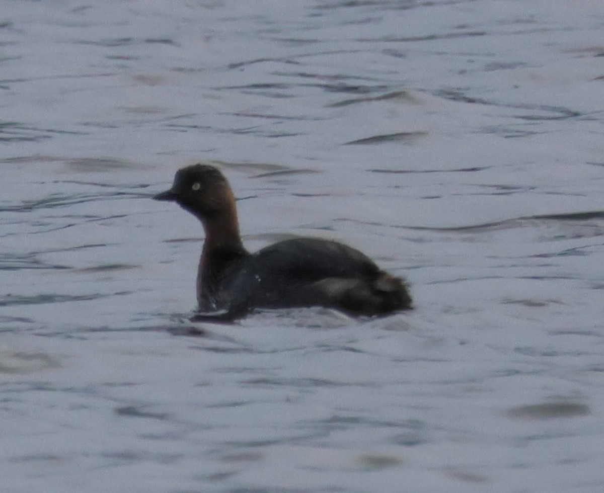 New Zealand Grebe - ML603584281