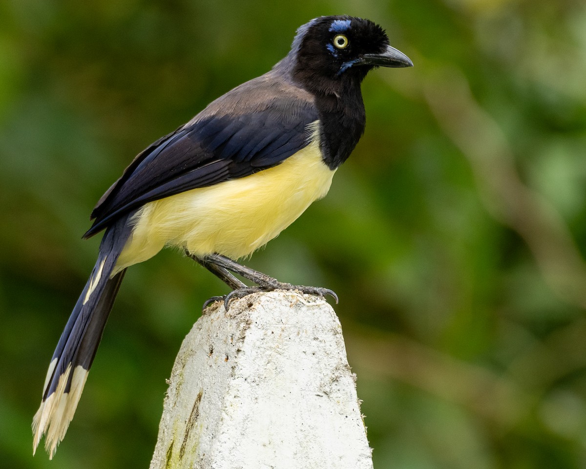 Black-chested Jay - Andres Paniagua