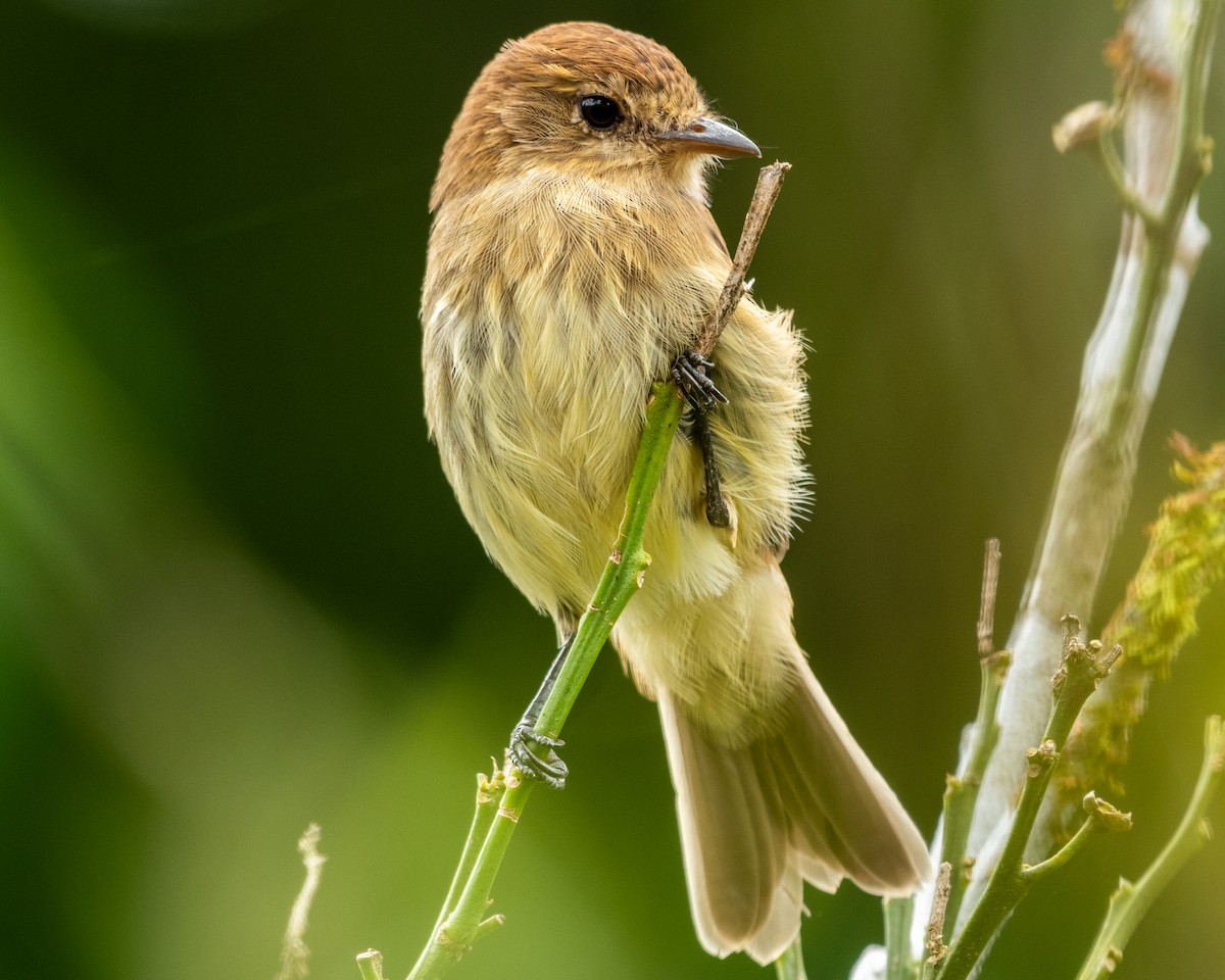 Bran-colored Flycatcher - Andres Paniagua