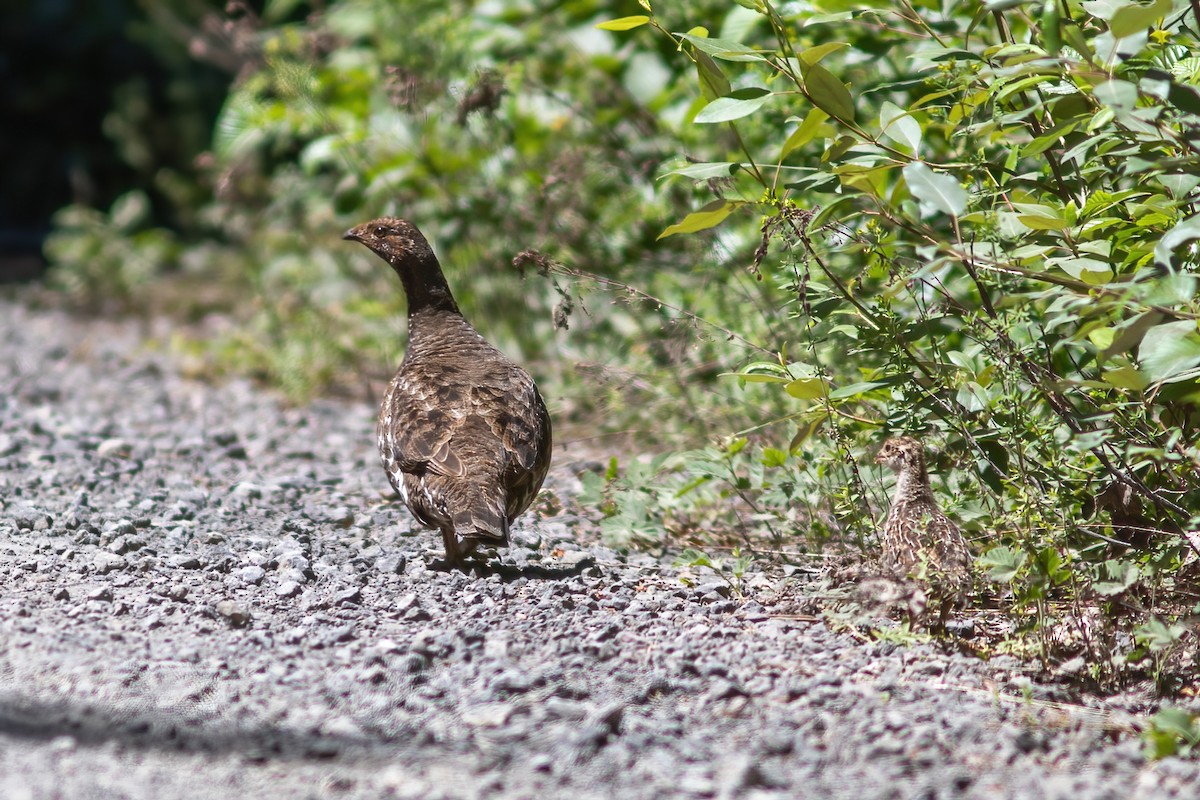 Sooty Grouse - ML603584931