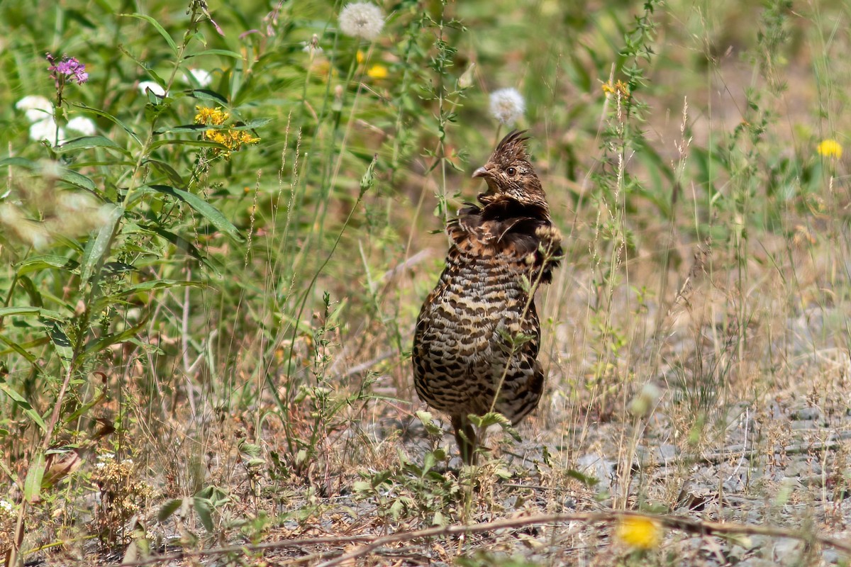 Ruffed Grouse - ML603585021