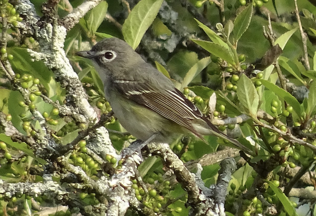 Kurşuni Vireo - ML603585361