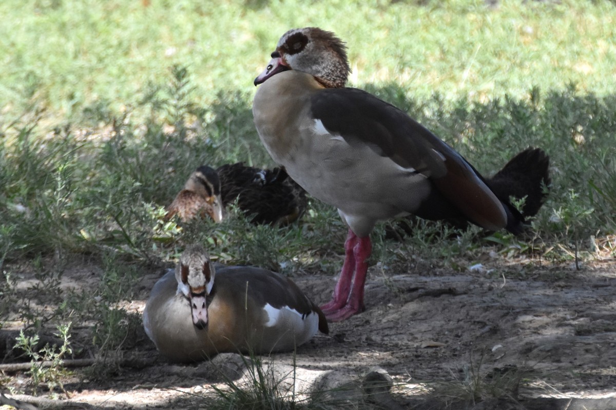 Egyptian Goose - ML603586461