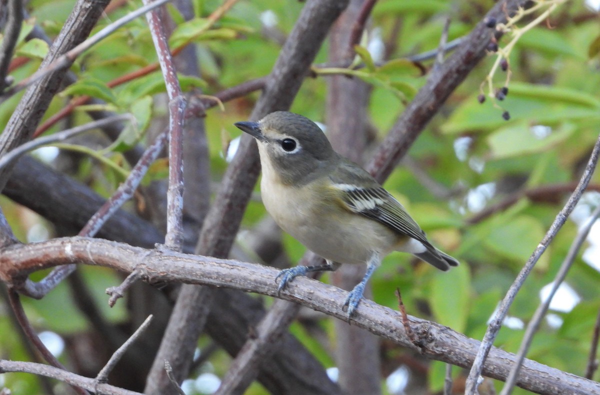 Cassin's Vireo - ML603586561